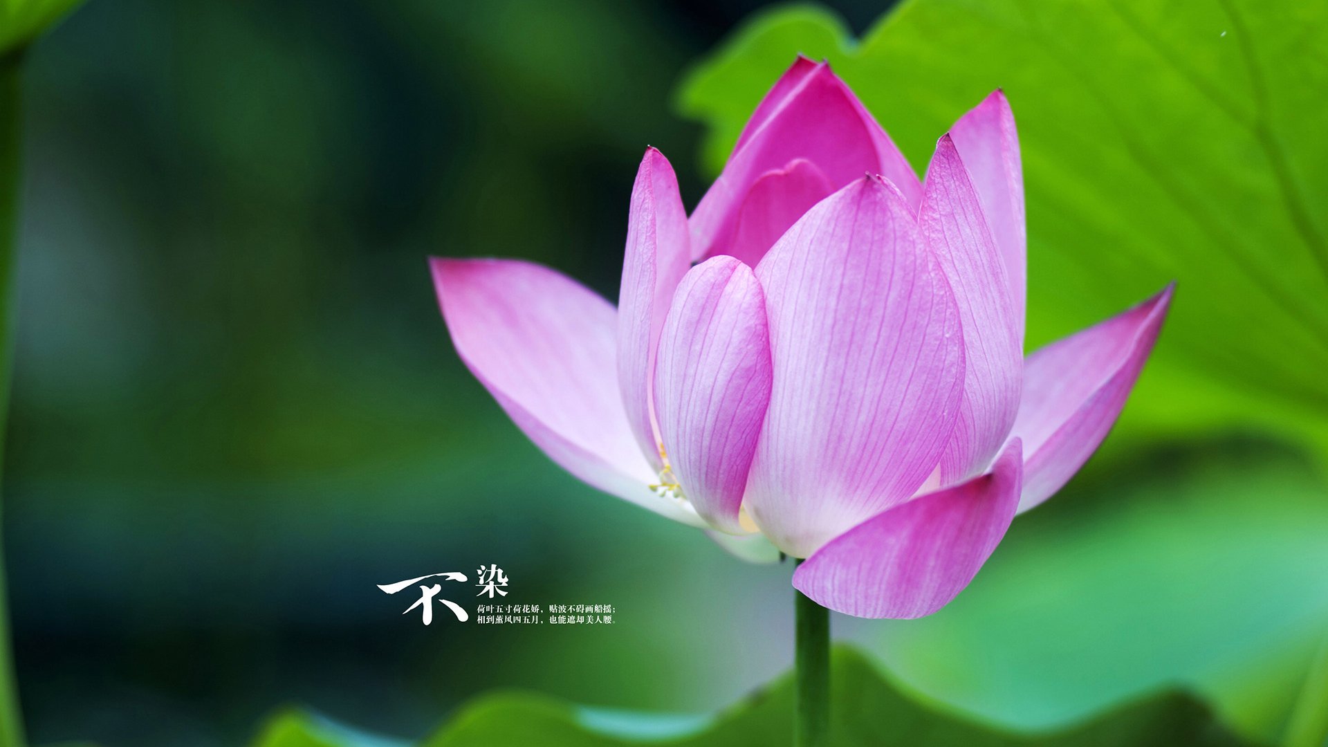 跨界英雄，库尔图瓦在威尔士对阵突尼斯友谊赛中赛后评分拉满