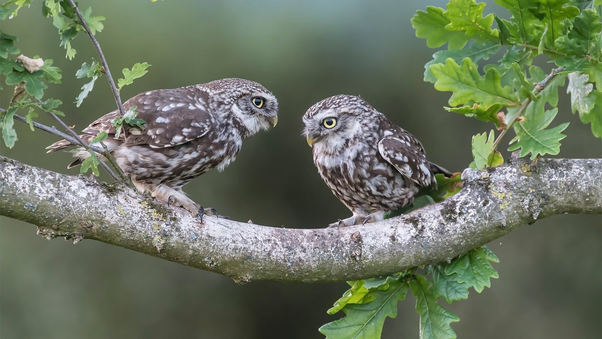 冰封风城！拉梅洛关键回合手起刀落，篮网蛛网封锁公牛攻势